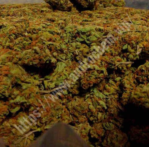 Amnezja Haze 10g/300zł 50gram/1300zł