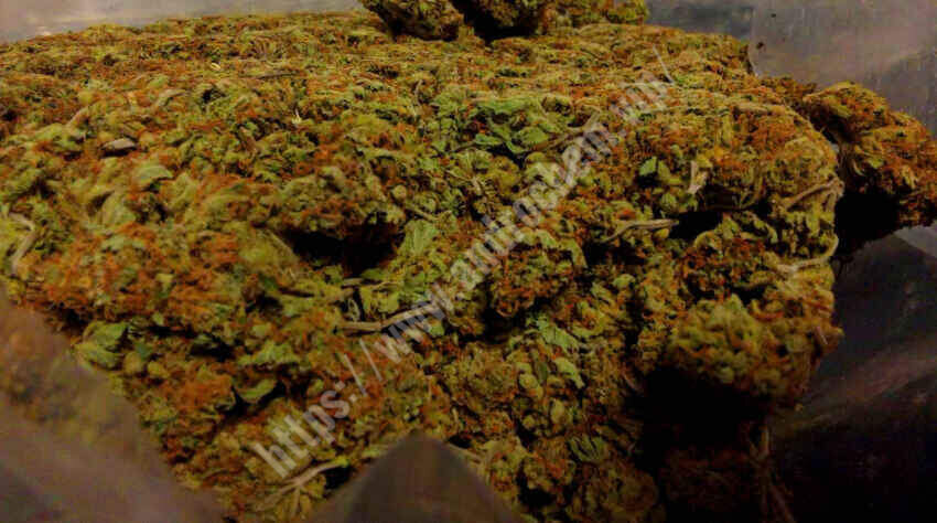 Amnezja Haze 10g/300zł 50gram/1300zł